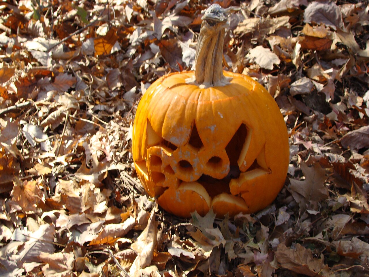 Wydrążona dynia halloweenowa wśród liści